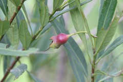 Syzygium occidentale